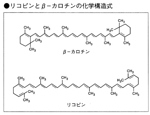 リコピンとβ−カロチンの化学構造式